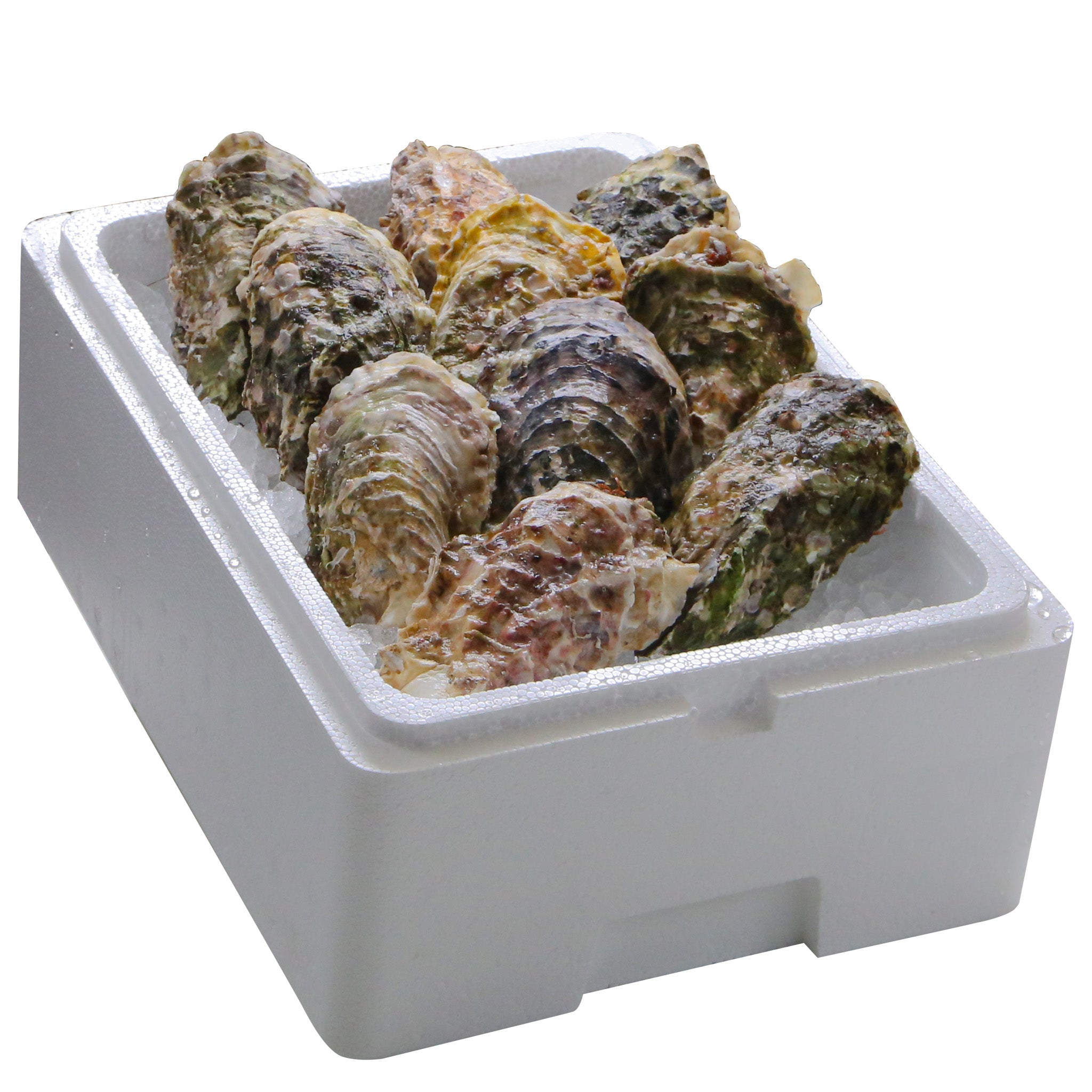 岩手県山田町産|生食用 殻付き牡蠣10個