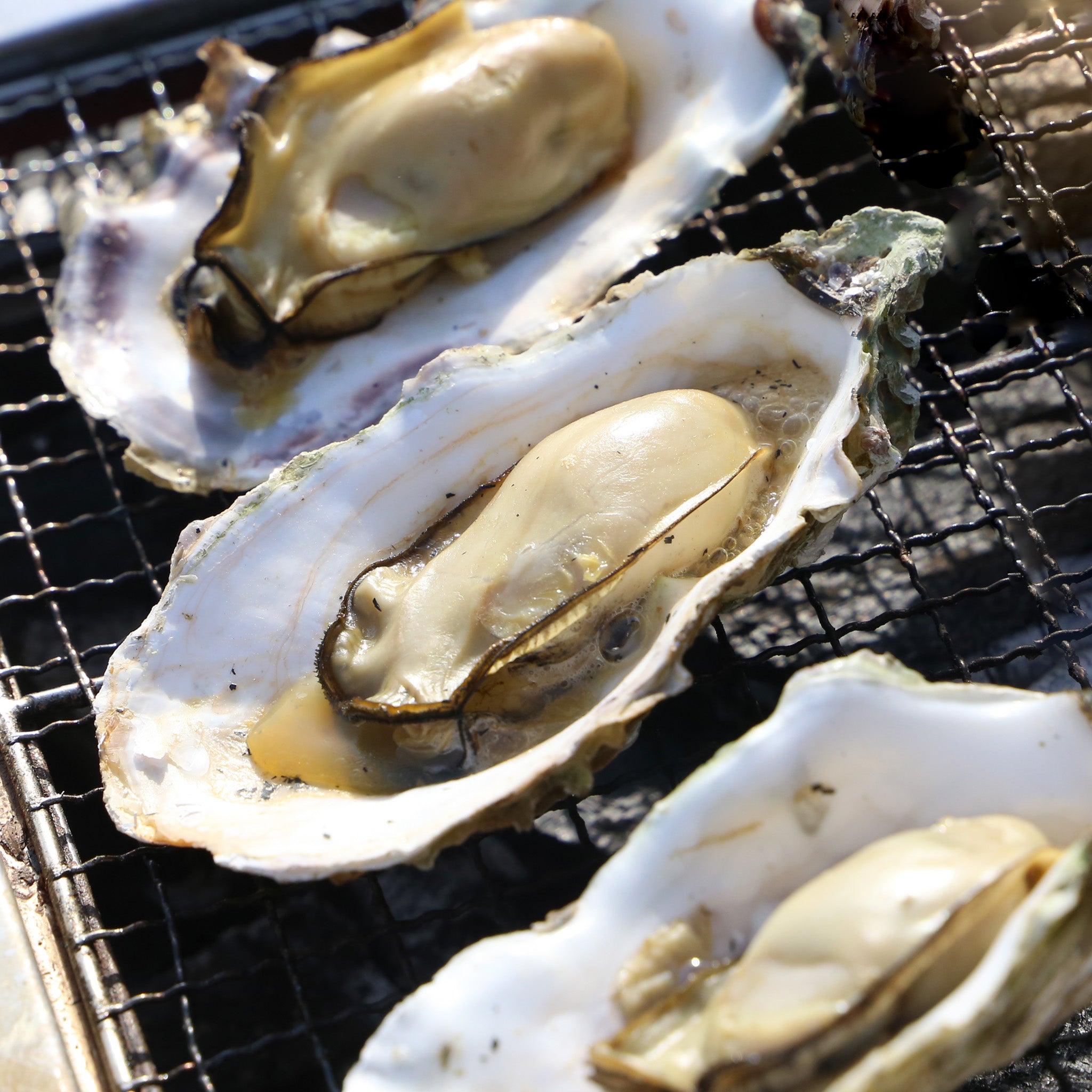 DENMOUNTAIN　岩手県山田町産｜生食用　殻付き牡蠣10個